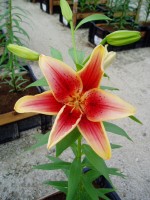 [1696 FirstCroen DJ No01.JPG]